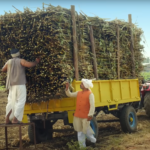 Syngenta Virtako Sugarcane